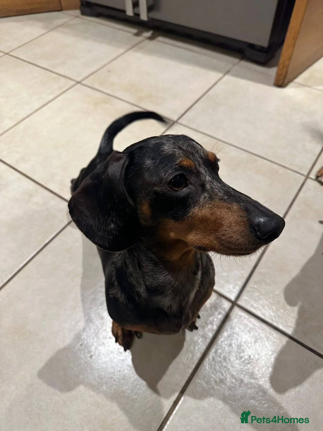 Dachshund dogs for sale: Two Male Dapple Sausage Dogs  - Advert 2