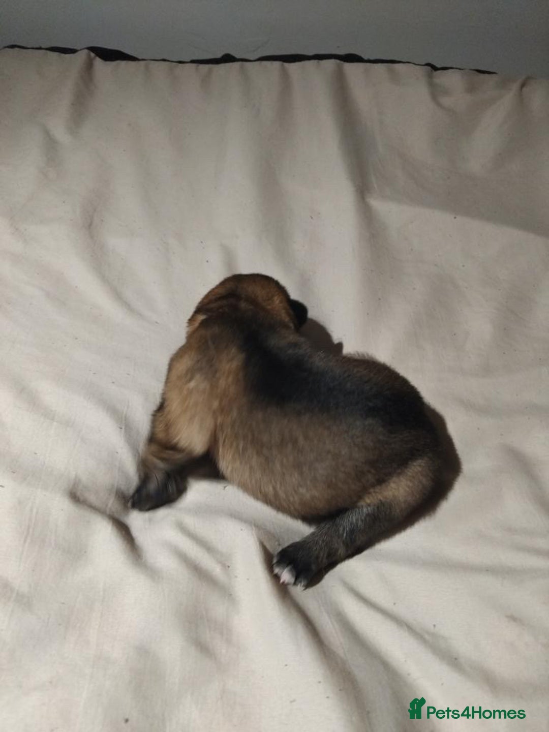 German Shepherd dogs for sale: German shepherd puppy’s kennel club registered  - Advert 19