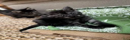 Maine Coon cats for sale: 5 Maine Coon kittens looking for their homes 🐾 - Advert 5