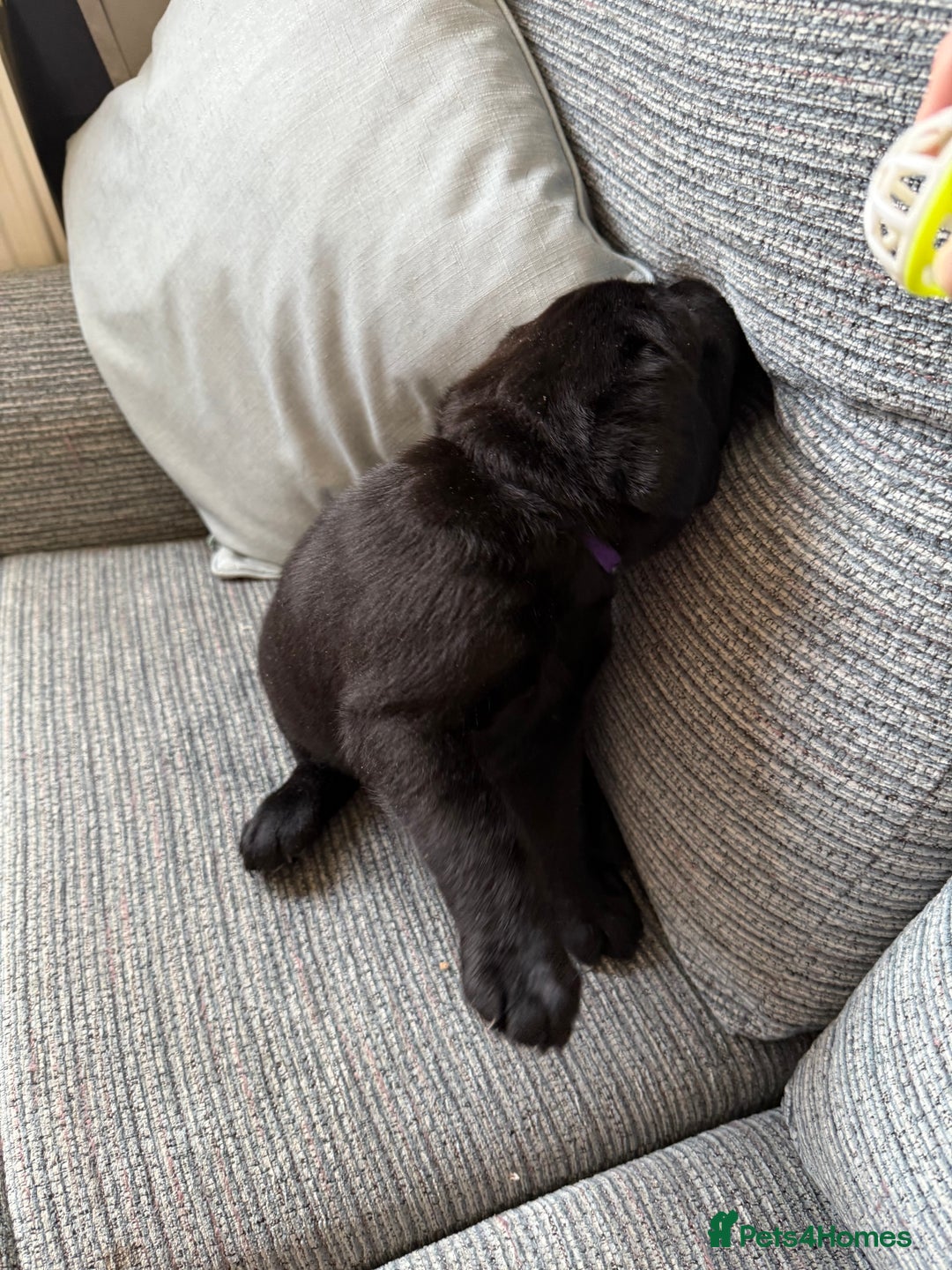 Labrador Retriever dogs for sale:  *READY TO LEAVE* Chunky show  labrador retreivers - Image 4