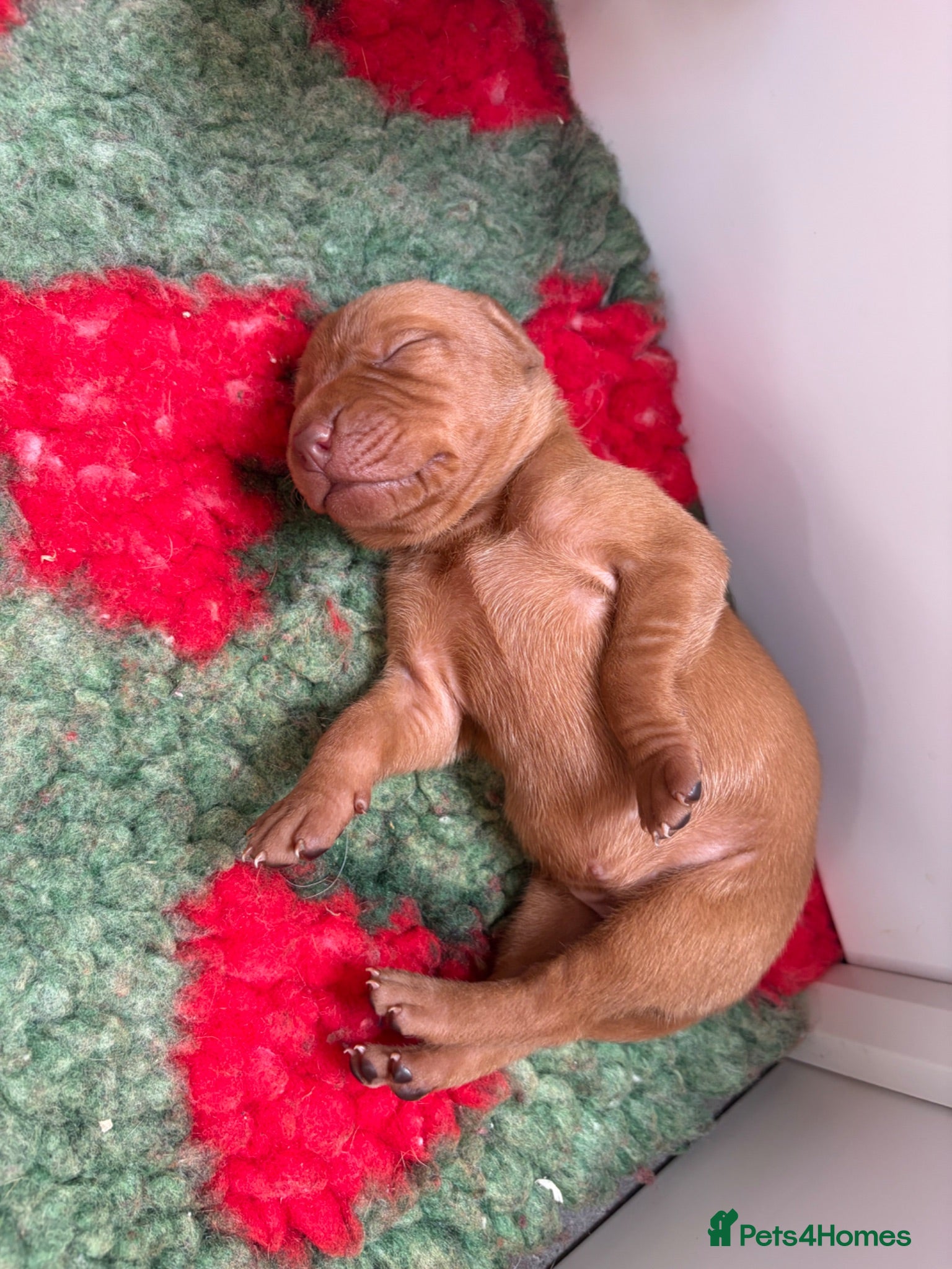 Hungarian Vizsla dogs 🥰 NEW KC REG Hungarian Vizsla Beautifully Bred,  - Advert 2