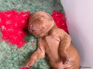 Hungarian Vizsla dogs 🥰 NEW KC REG Hungarian Vizsla Beautifully Bred, - Advert 2