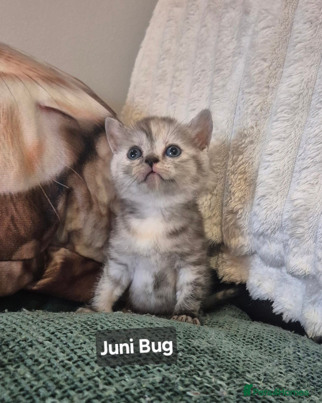British Shorthair cats for sale: Beautiful British shorthair kittens - Image 5