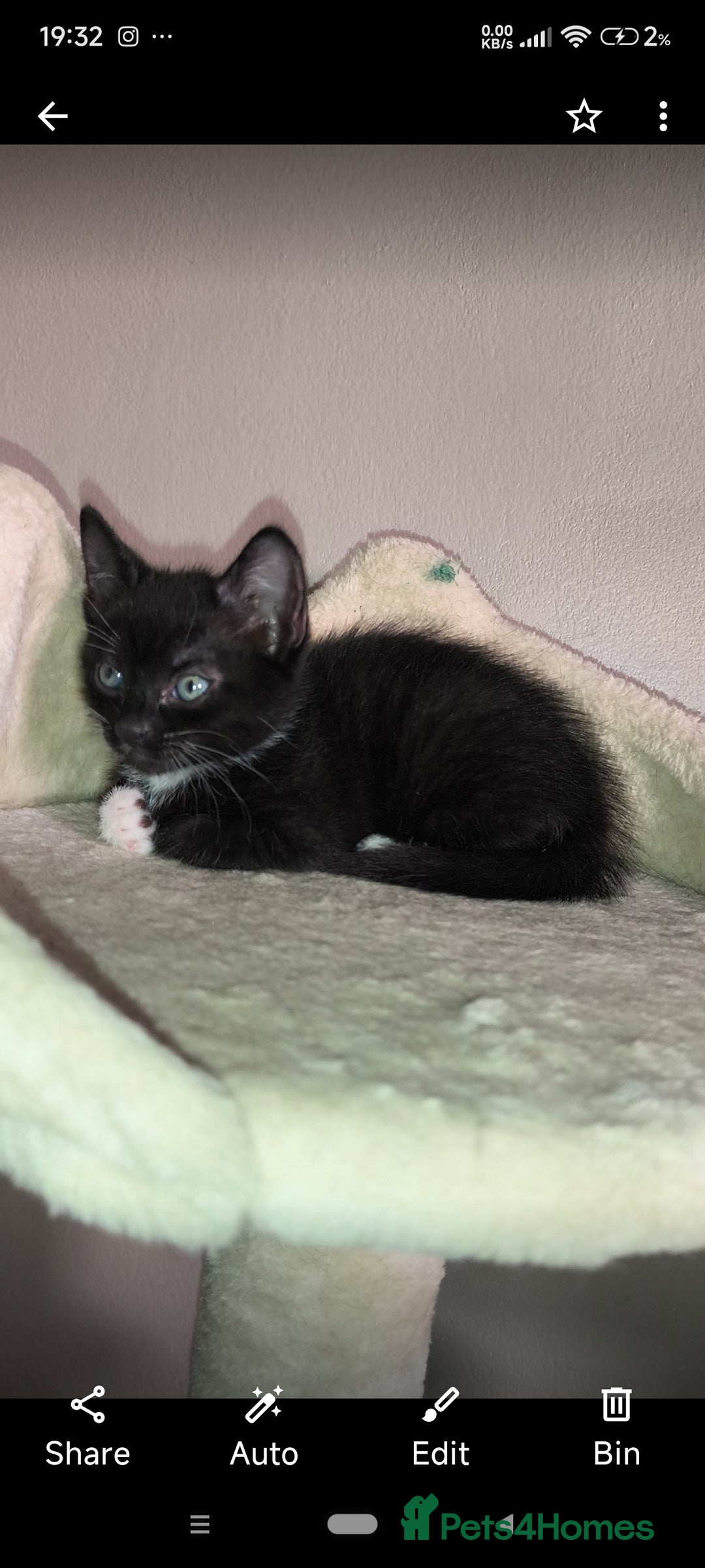 Mixed Breed cats for sale: 4 beautiful kittens - Image 4
