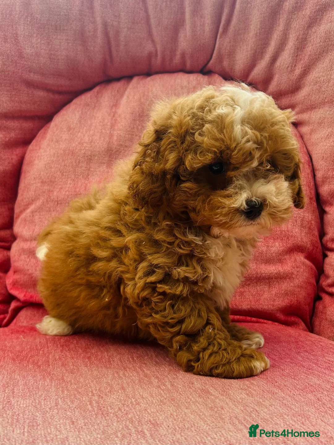 Shihpoo dogs for sale: Beautiful F1 Shihpoo puppies - Advert 1
