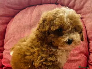 Shihpoo dogs for sale: Beautiful F1 Shihpoo puppies - Advert 2