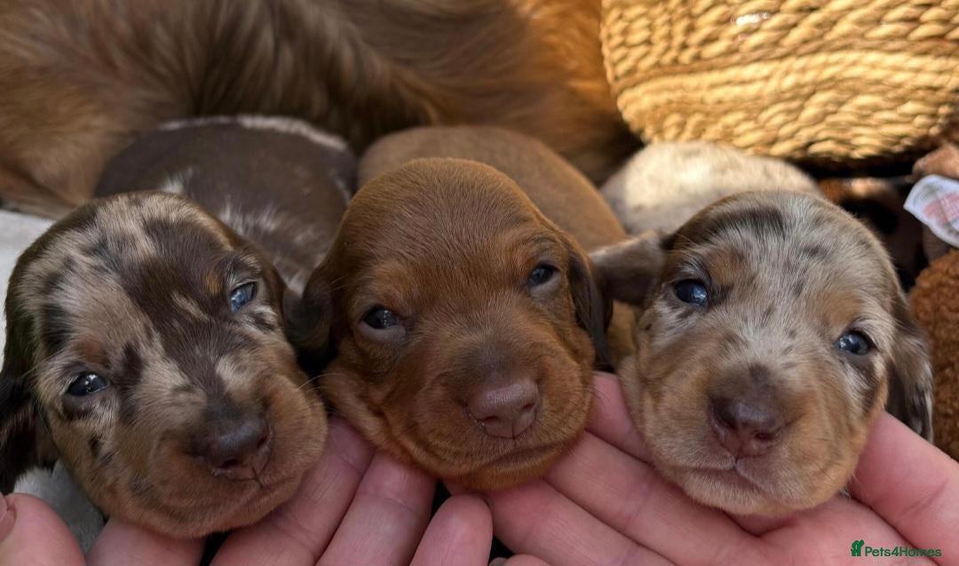 Miniature Dachshund dogs Stunning  miniature dachshunds boys x3 - Advert 7