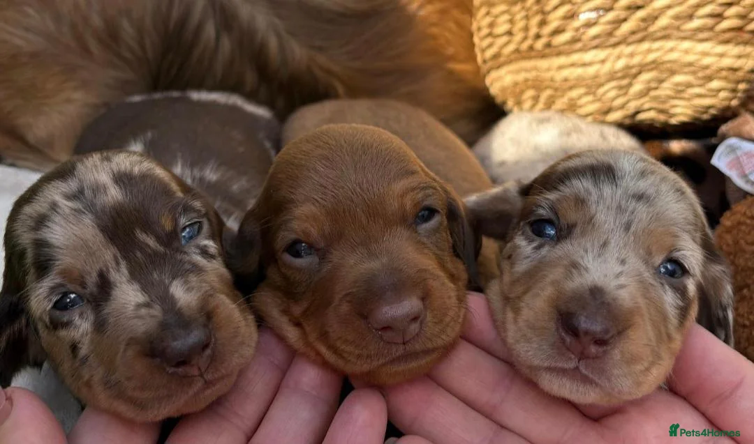 Miniature Dachshund dogs for sale: Stunning  miniature dachshunds boys x3 - Advert 1