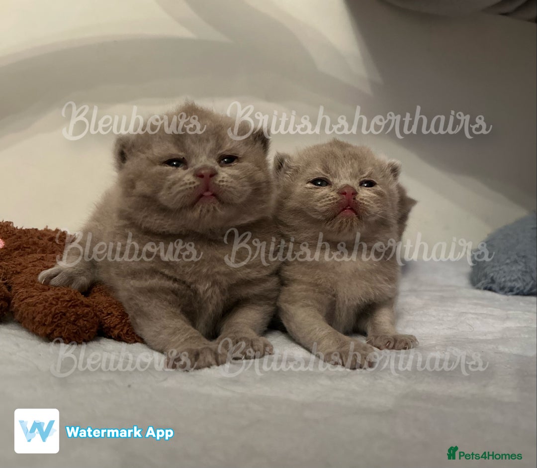 British Shorthair cats for sale: Gccf Bsh Lilac Babies - Image 3