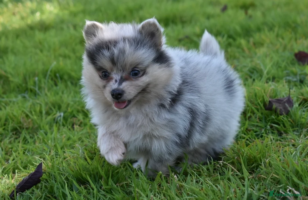 Pomsky dogs for sale: Stunning Pomsky puppies from health tested parents - Advert 30