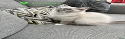 Ragdoll cats for sale: GCCF Registered - 1 Blue Tabby boy remaining - Advert 11