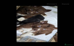 Siberian Husky dogs for sale: ready to go Wooly Siberian Husky - Image 1