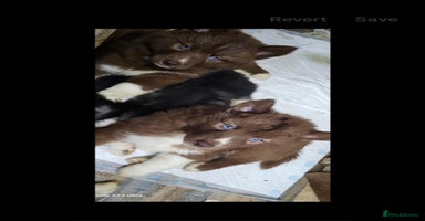 Siberian Husky dogs - Advert 15