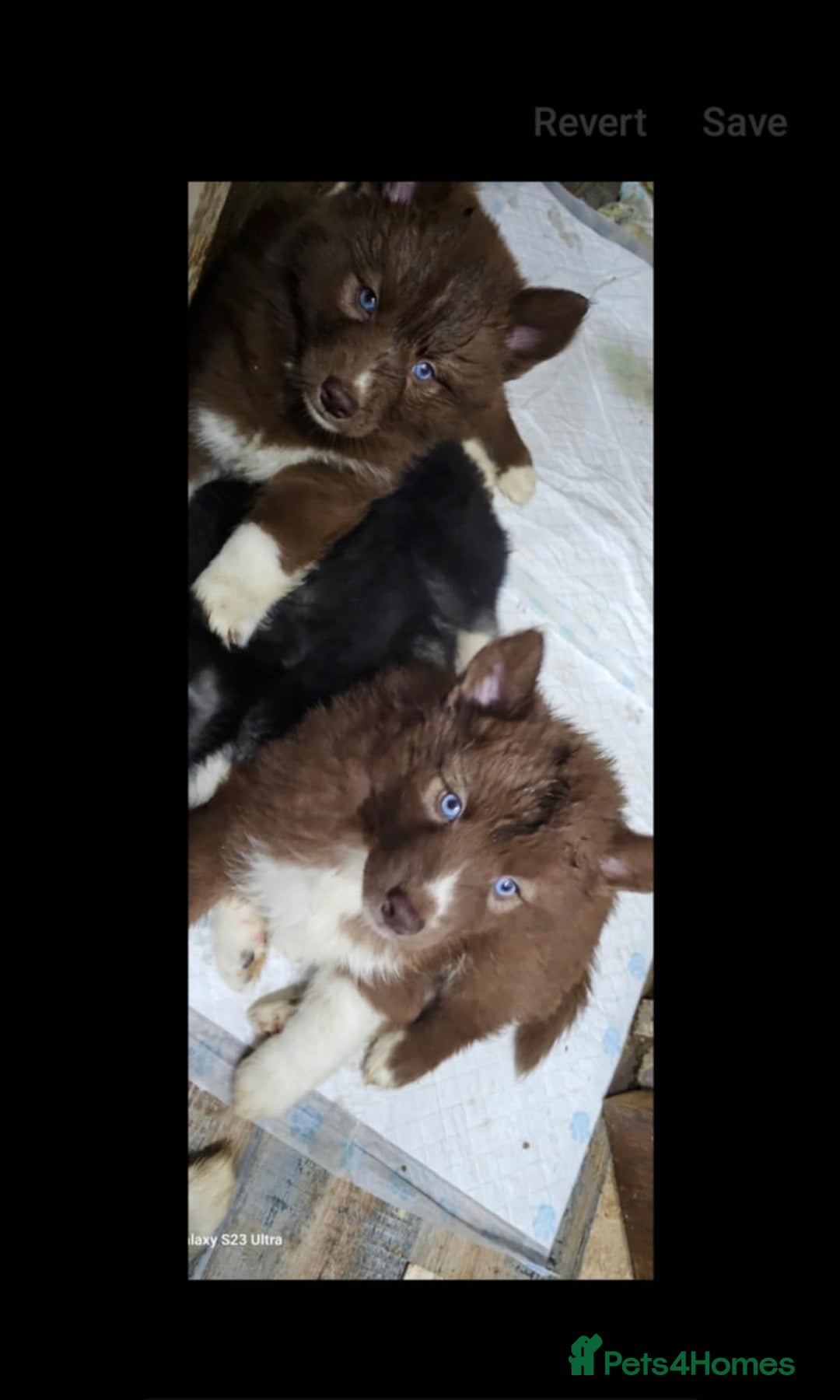 Siberian Husky dogs for sale: ready to go Wooly Siberian Husky - Image 1