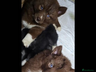 Siberian Husky dogs - Advert 4