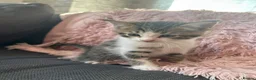 Mixed Breed cats for sale: Mixed Breed Kittens with Maine Coon Ancestry in Rochester - Advert 7