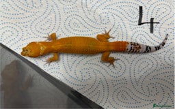 Leopard Gecko reptiles for sale: Baby Tangerine and Mack snow leopard geckos - Image 2