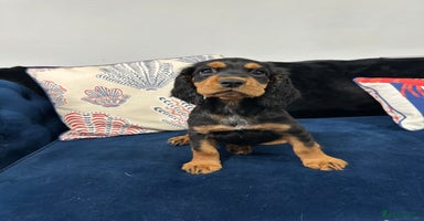Cocker Spaniel dogs - Advert 15