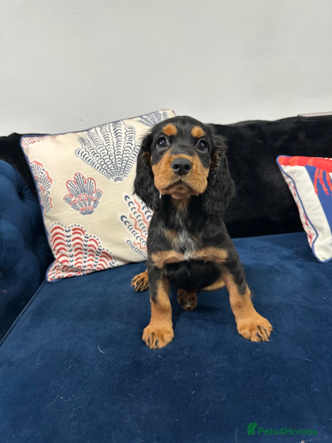 Cocker Spaniel dogs for sale: LAST BEAUTIFUL COCKER SPANIEL GIRL  - Image 3