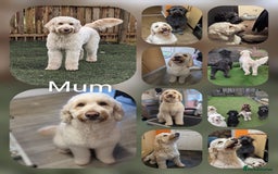 Goldendoodle dogs for sale: Quality goldendoodle puppies  - Image 2