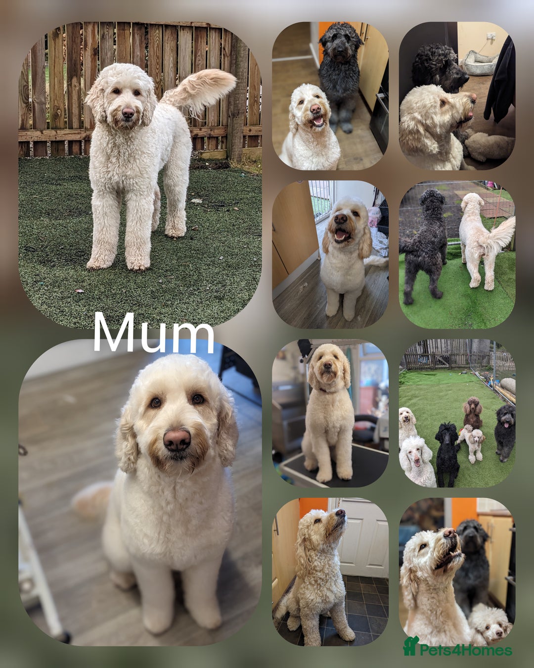 Goldendoodle dogs for sale: Quality goldendoodle puppies  - Image 2