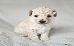 Miniature Poodle dogs for sale: SMALL SIZE MINIATURE PUPPIES RARE COLOUR DNA TEST - Image 2