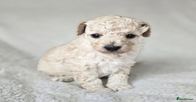 Miniature Poodle dogs - Advert 11