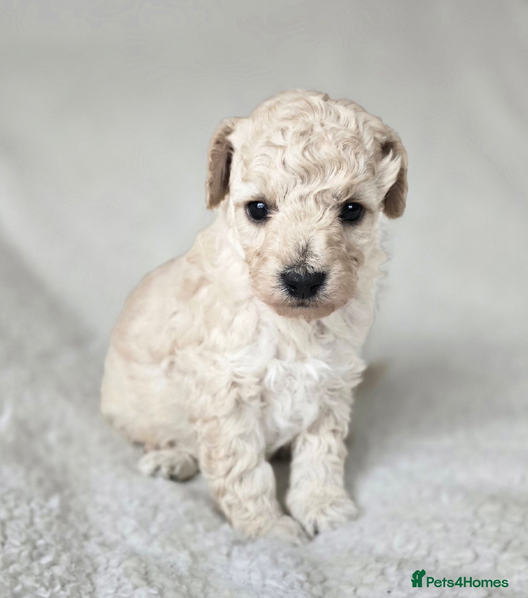Miniature Poodle dogs for sale: SMALL SIZE MINIATURE PUPPIES RARE COLOUR DNA TEST - Image 2