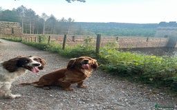 Cocker Spaniel dogs for stud: Meet Bullet - Advert 2