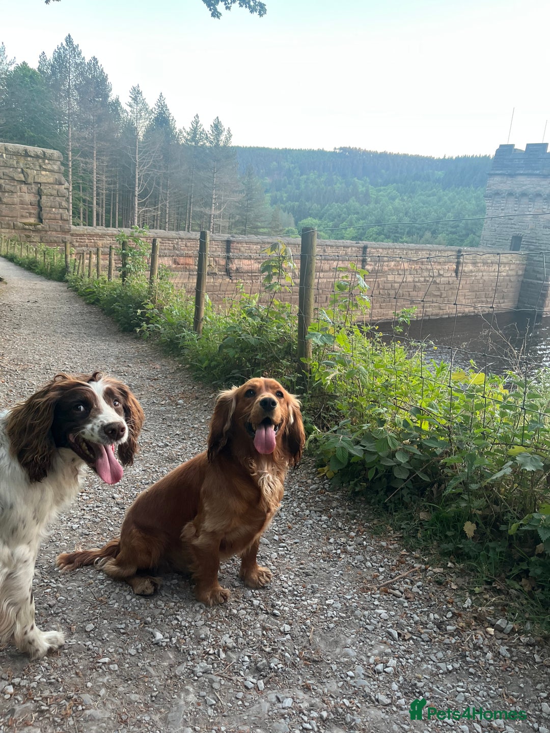Cocker Spaniel dogs for stud: Meet Bullet - Advert 2