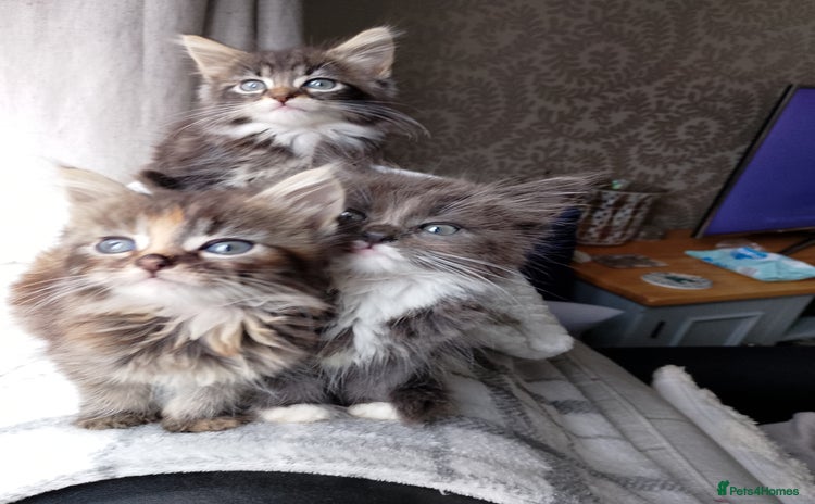 Maine Coon cats - Advert 1