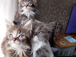 Maine Coon cats - Advert 29