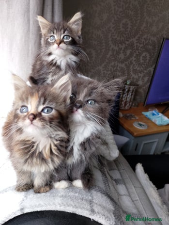 Maine Coon cats - Advert 2