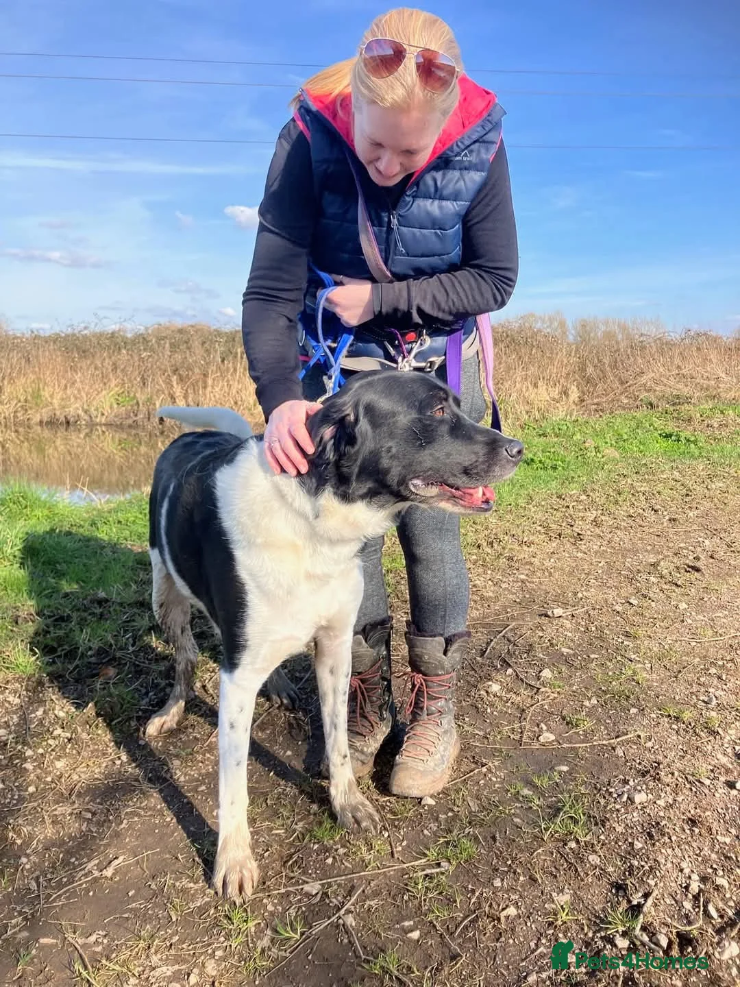 Mixed Breed dogs for adoption: 💙Caleb - our gentle giant💙 in Caldicot - Advert 3