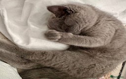 British Shorthair cats for sale: Gorgeous British Shorthair Girl - Image 2