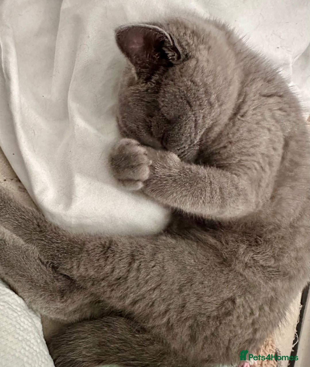British Shorthair cats for sale: Gorgeous British Shorthair Girl - Image 2