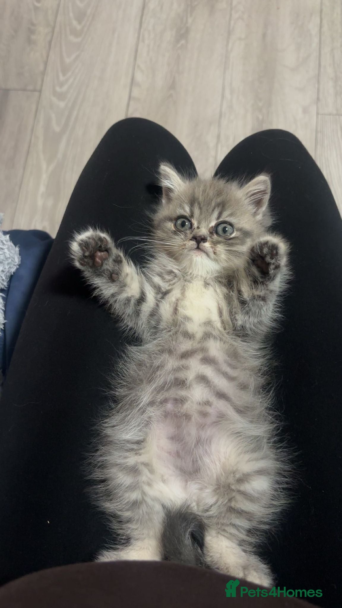 Scottish Fold cats Scottish fold/Persian kittens - Advert 4