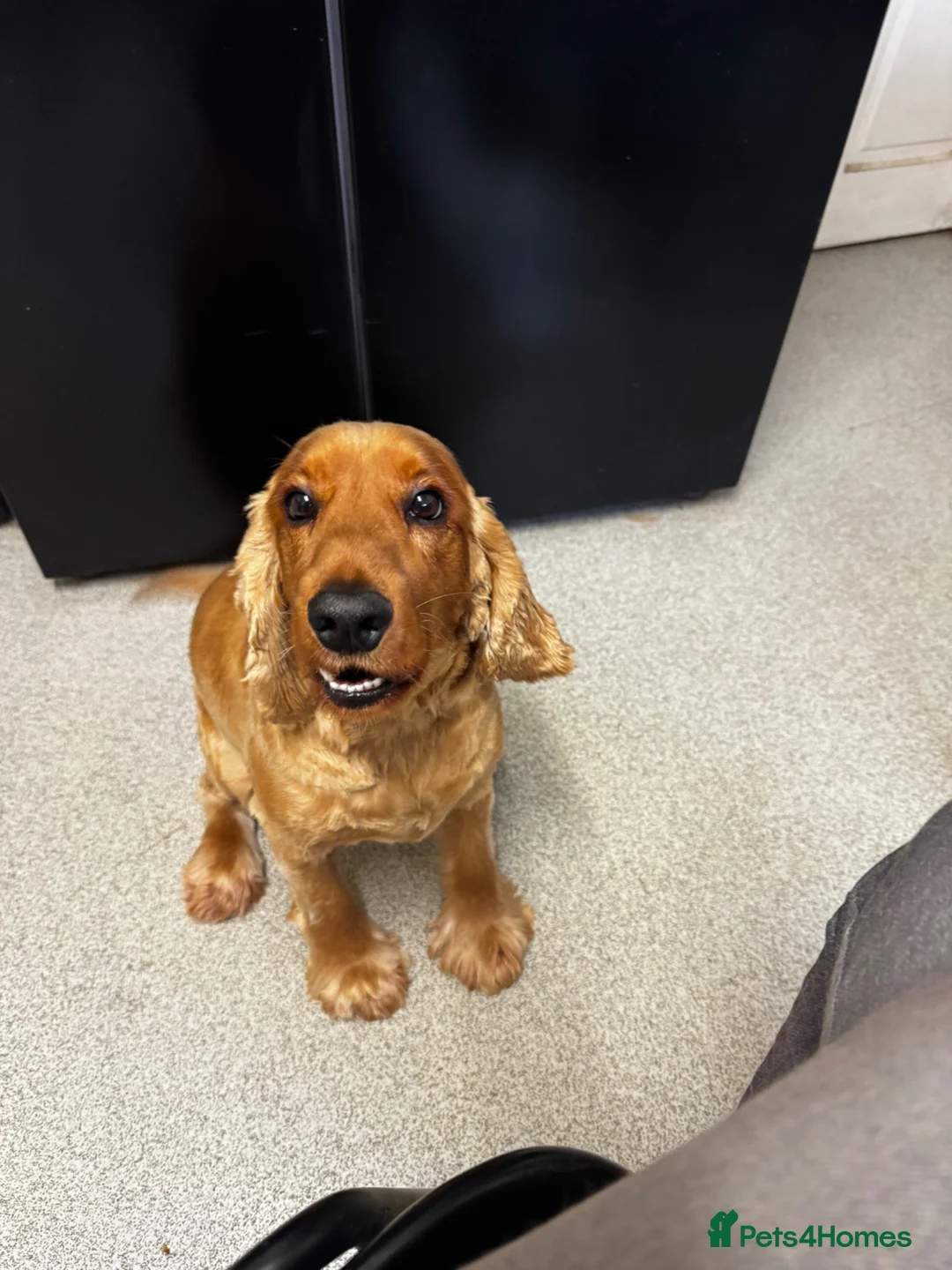 Cocker Spaniel dogs for sale: Cocker spaniel  in Leigh-on-Sea - Advert 2