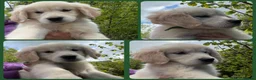 Golden Retriever dogs for sale: KC Registered Golden Retriever Pups  - Advert 5