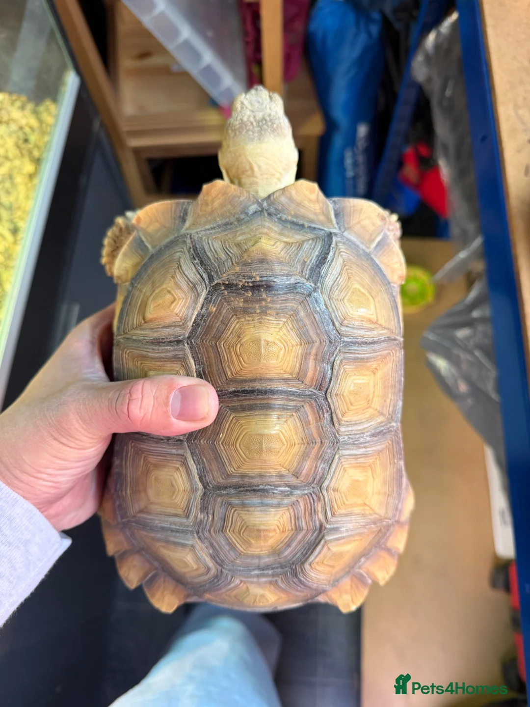 Tortoise reptiles for sale: Sulcata Female for sale  - Advert 1