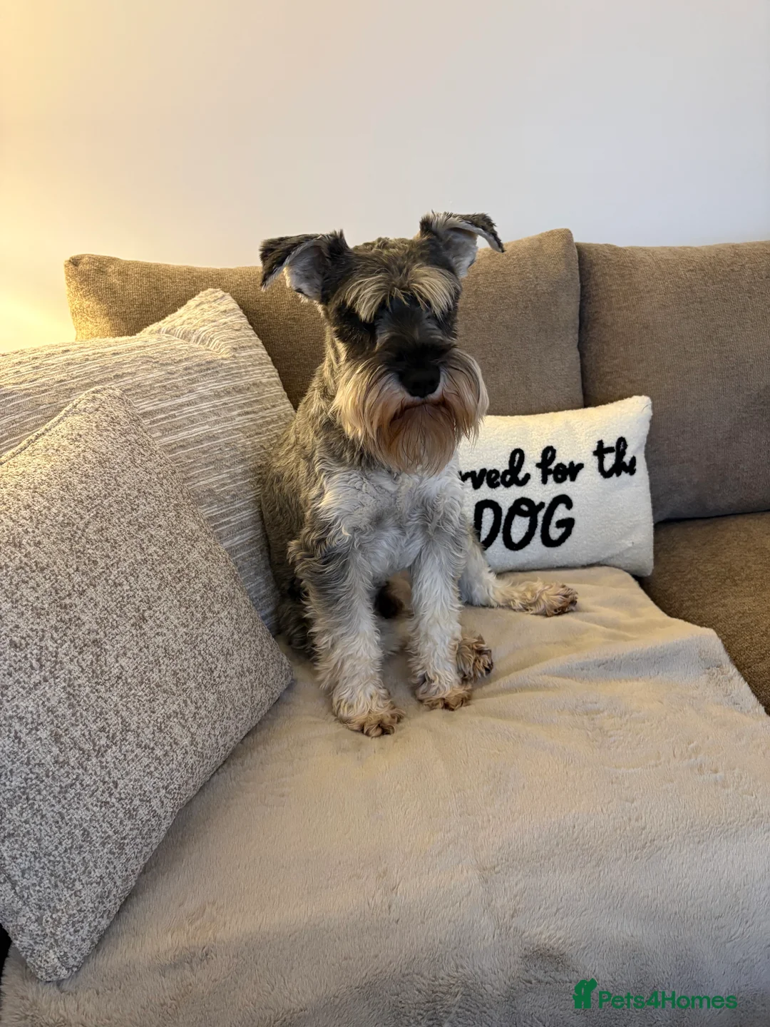 Miniature Schnauzer dogs for sale: Miniature Schnauzer  - Advert 3