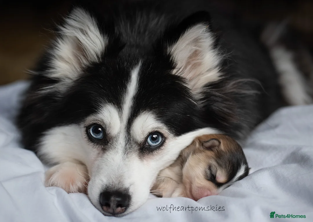 Pomsky dogs for sale: F3 Pomsky puppies from fully health tested parents - Advert 1