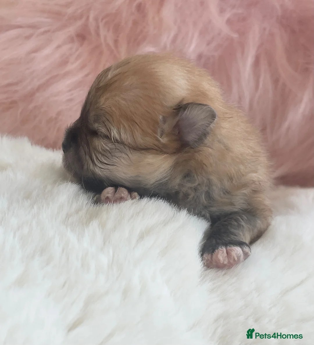 Pomeranian dogs for sale: Outstanding KC Tiny baby Poms puppies  - Advert 2