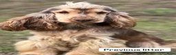 Cocker Spaniel dogs for sale: SHOW COCKER SPANIELS in Epping - Advert 9