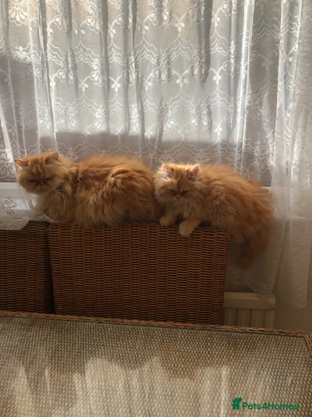 Persian cats for sale: Adorable 5 month Persian Kitten - Advert 2