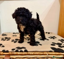 Toy Poodle dogs Stunning Toy Poodle Puppies For Sale - Advert 3