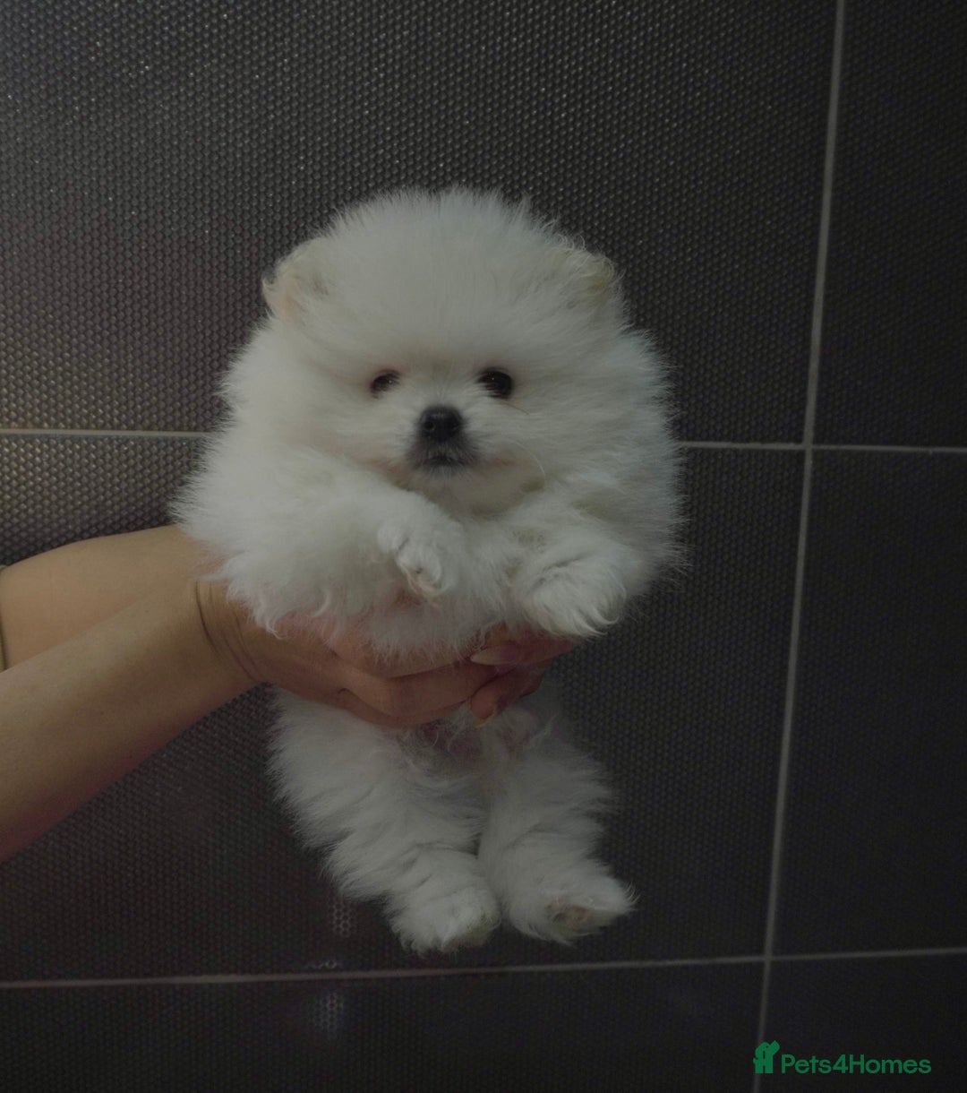Pomeranian dogs for stud: White Pomeranian KC Registered CHAMPION Bloodlines in Manchester - Advert 14