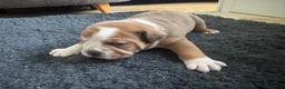 Old Tyme Bulldog dogs for sale: Olde tyme bulldog puppies  in Fareham - Advert 9