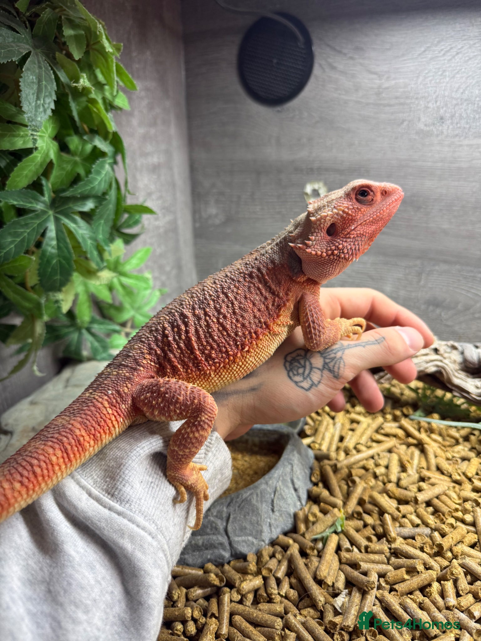 Bearded Dragon reptiles Pebbles the Beardy - Advert 1