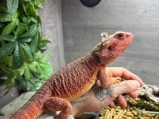 Bearded Dragon reptiles for sale: Pebbles the Beardy - Advert 1